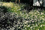 blumenwiese.jpg (51807 Byte)